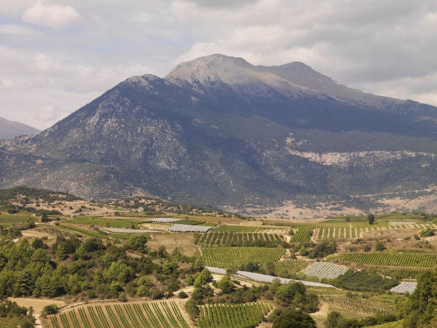 rows of vines at Strofilia winery vineyards in the background of trees and mountains